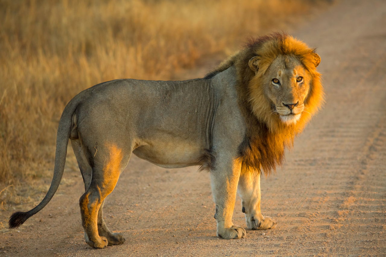 Lions on the loose in Bethlehem? 
